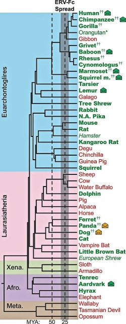 ERV-Fc: A Family Tree of a Retrovirus Group Chart: ERV-Fc: A Family Tree of a Retrovirus Group