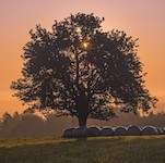 Photo of a tree at sunset