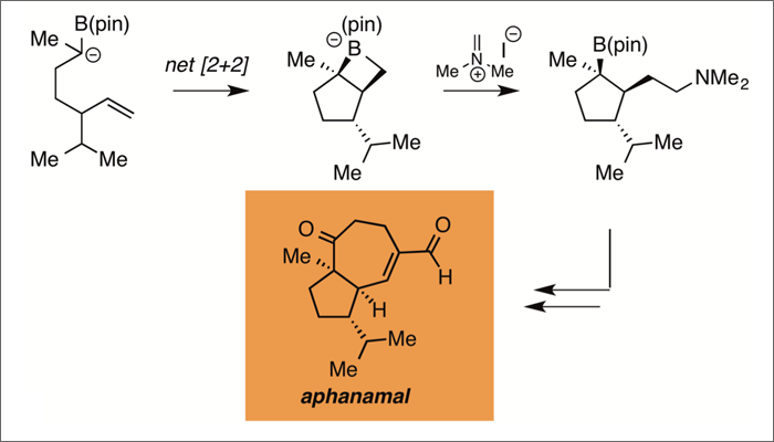 A Boron Alkylidene-Alkene Cycloaddition Reaction