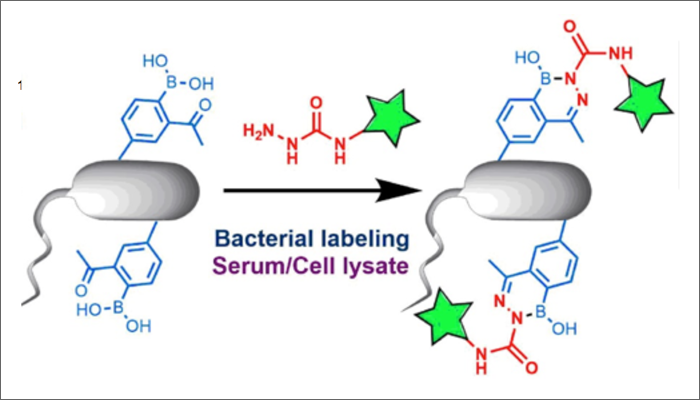 An Ideal Bioorthogonal Conjugation