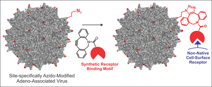 A Precise Chemical Strategy to Alter the Receptor Specificity of Adeno-Associated Virus