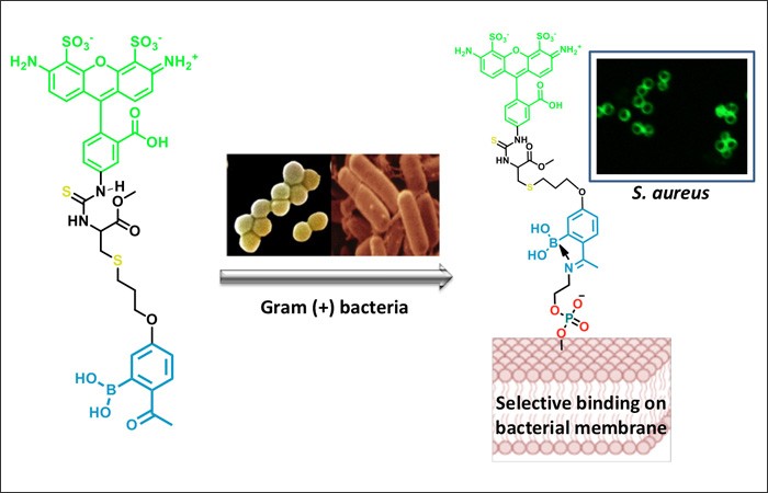 Chasing Bacteria with Covalent Chemistry