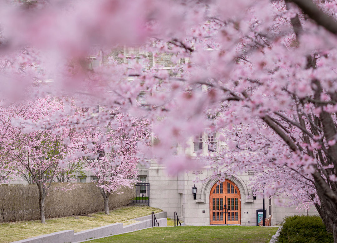 Woods entrance in the spring