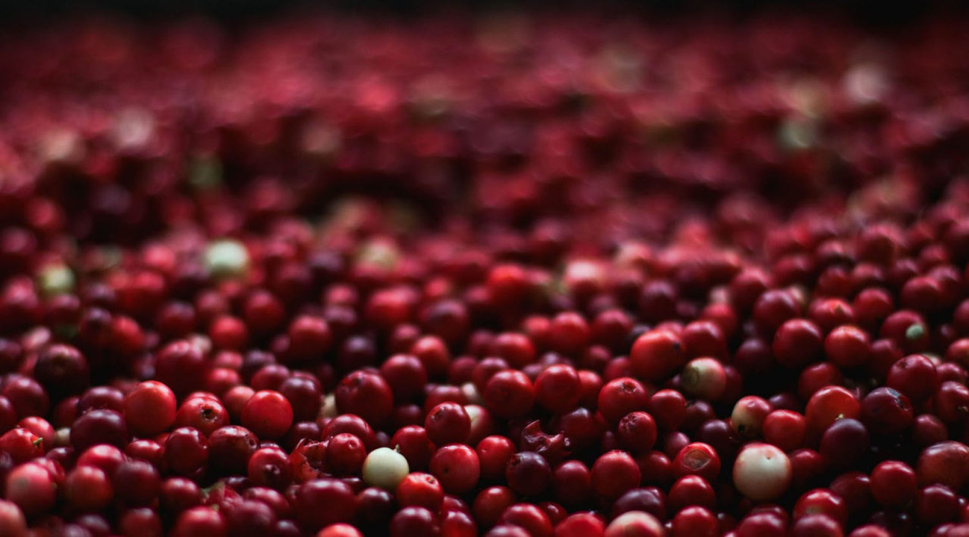 cranberries