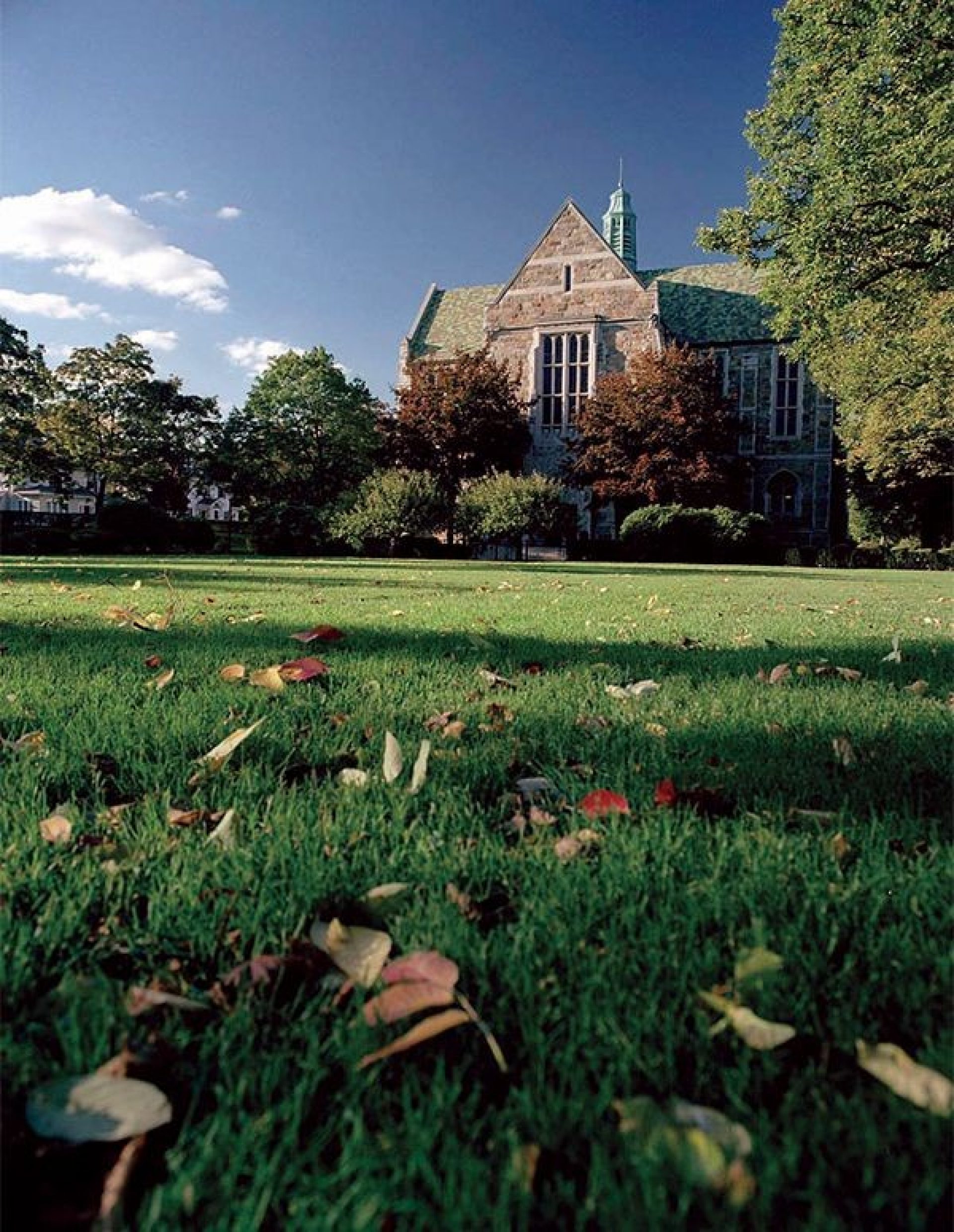 A lawn scattered with leaves