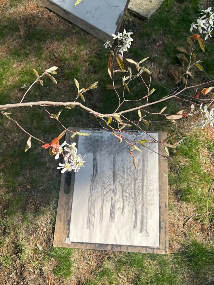 A branch on top of a sketch of trees on the grass