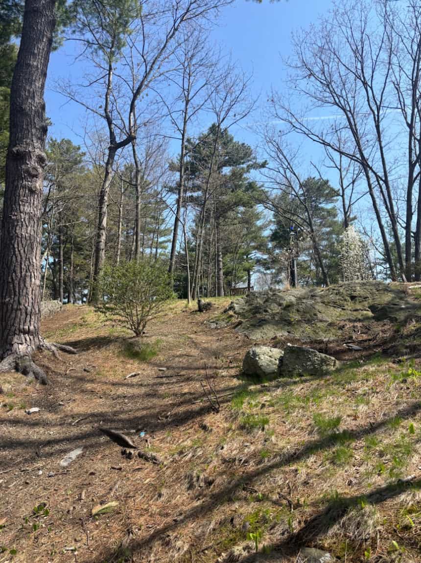 Picture of woods near BC campus