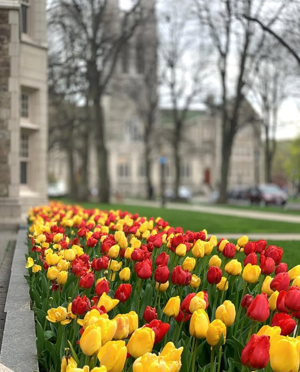 Red and yellow tulips on BC's Campus.