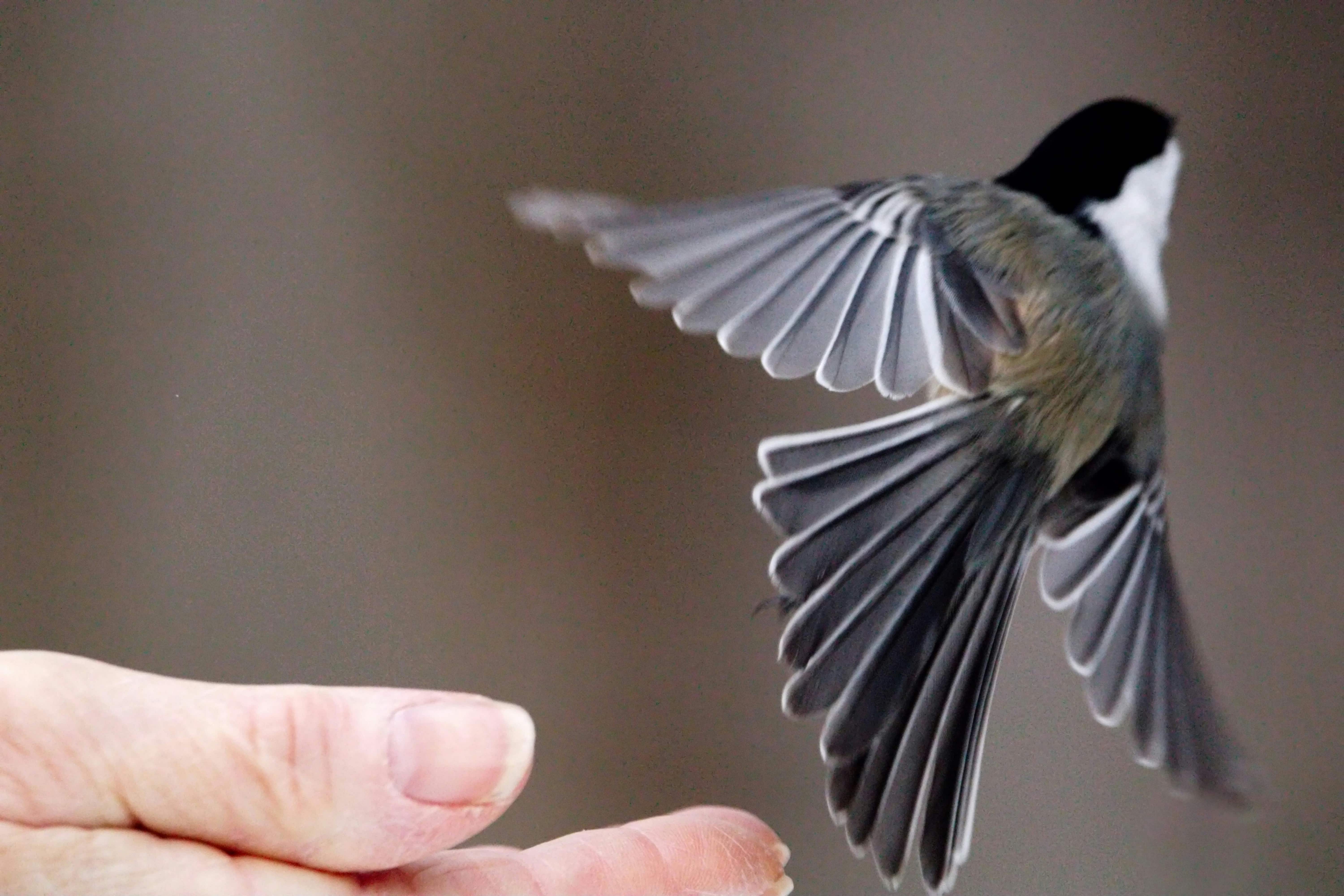 Bird taking flight from a hand