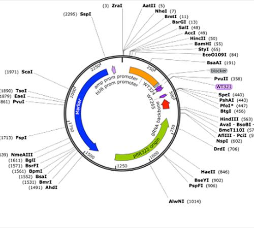 Synthetic Biology