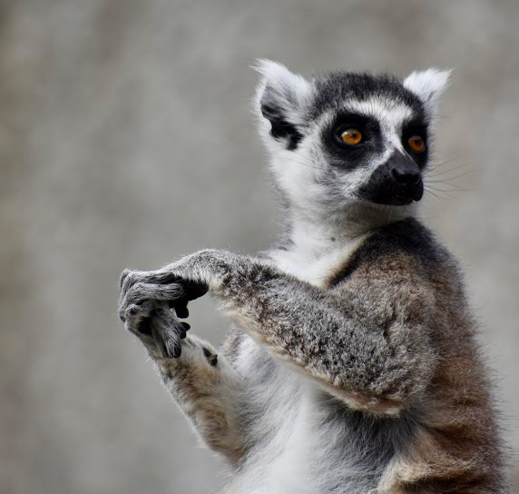 Photo by Gabriela Tejeda '20, while studying abroad in Melbourne, Australia and working at the Melbourne Zoo, a zoo based conservation organization committed to fighting extinction. Due to the clearing of trees and habitat loss, the ring tailed lemur is considered an endangered species.